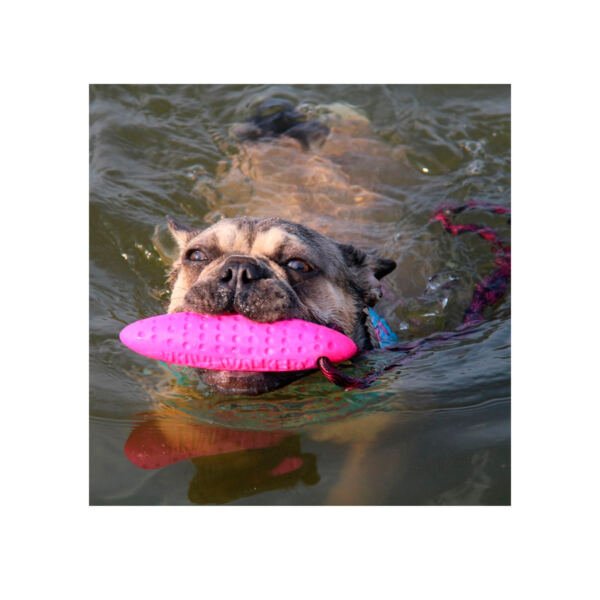Kiwi Walker Zeppelin - Juguete para Perro