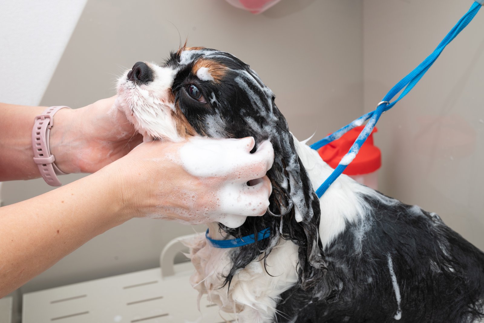 Perro en sesión de peluquería canina para clientes de Castellar del Vallès