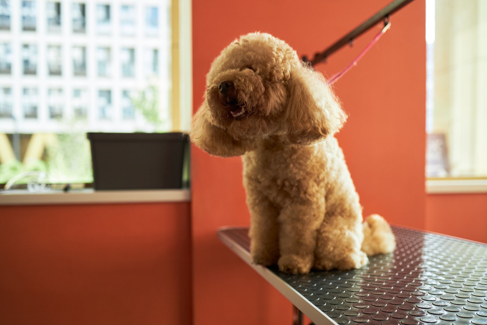 Mascota cuidada en servicio de peluquería canina para Polinyà