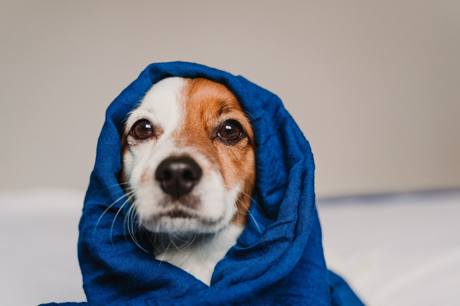 Mascota cuidada en servicio de peluquería canina para Sabadell