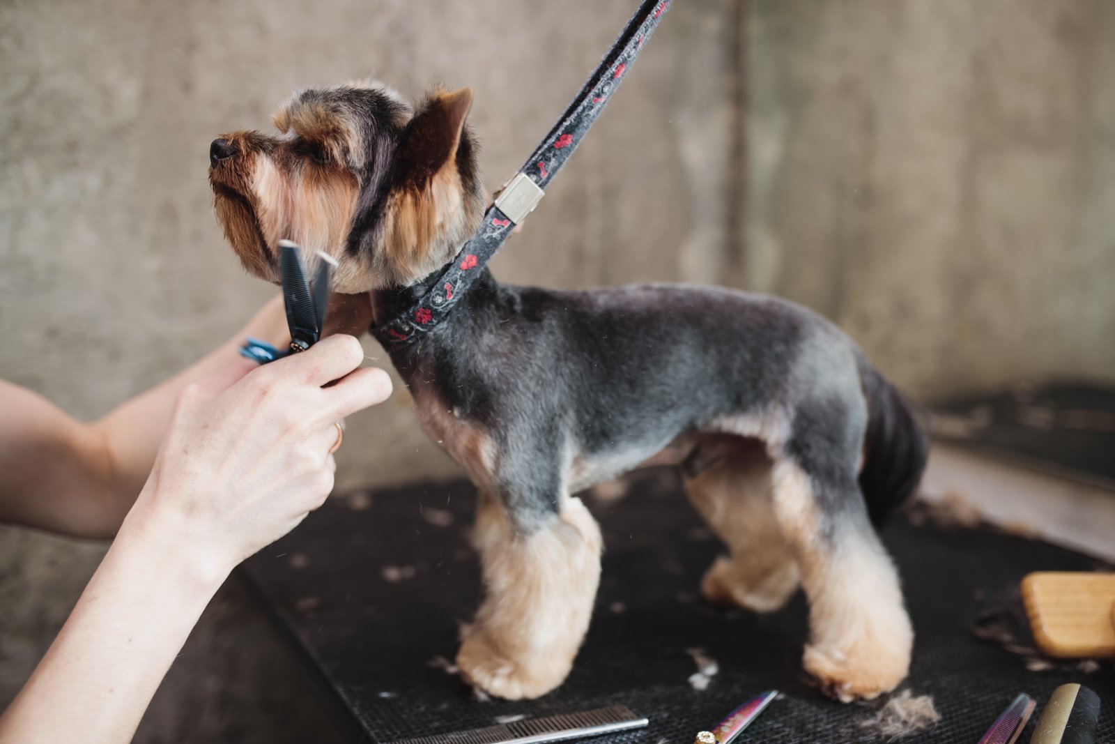 Perro en sesión de peluquería canina para clientes de Sabadell