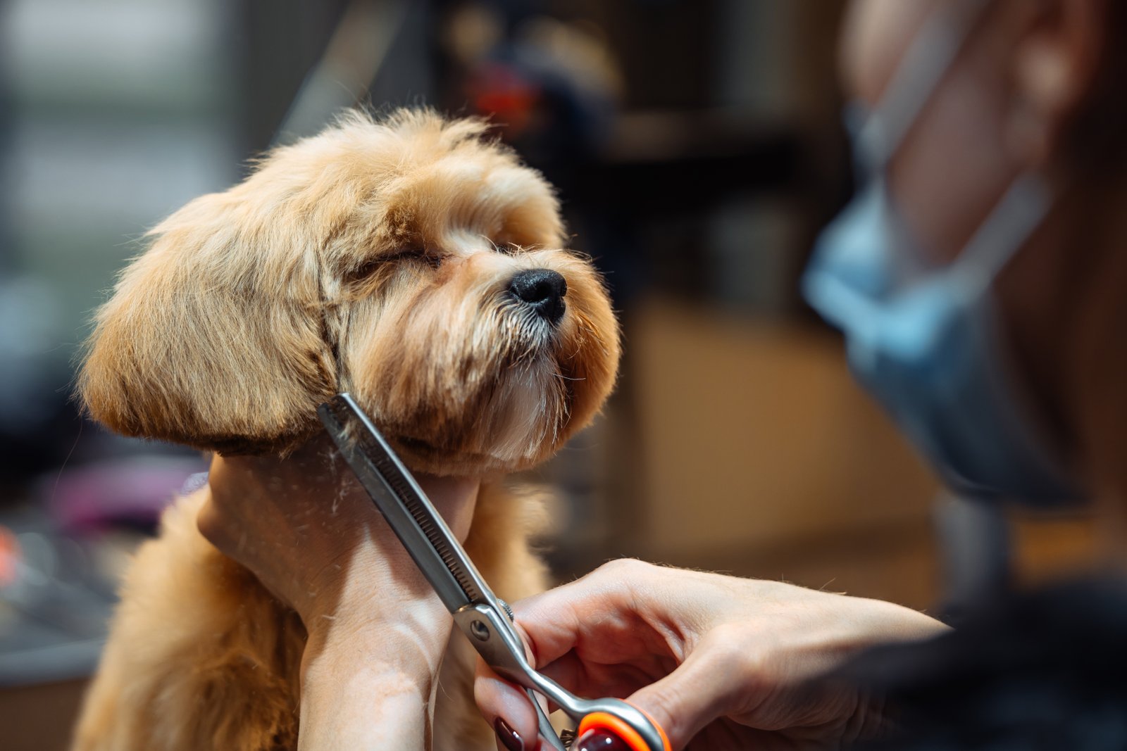 Perro en sesión de peluquería canina para clientes de Sant Cugat del Vallès