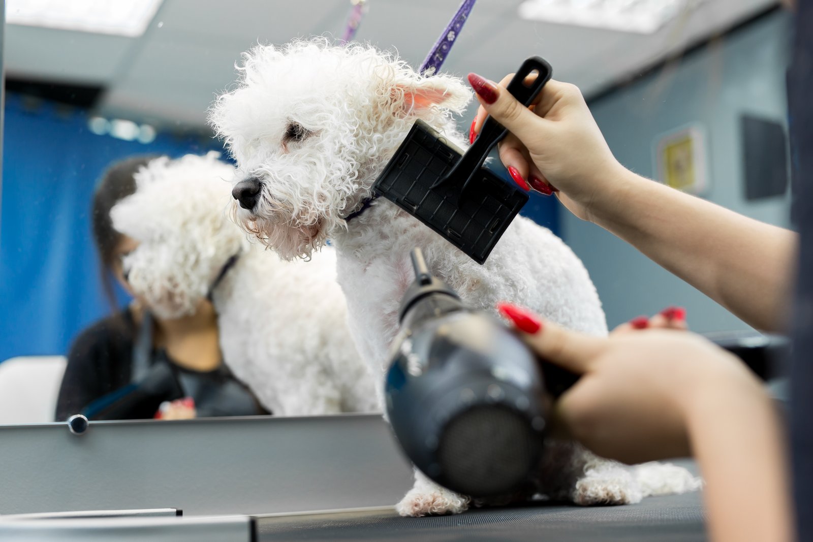 Perro en sesión de peluquería canina para clientes de Terrassa