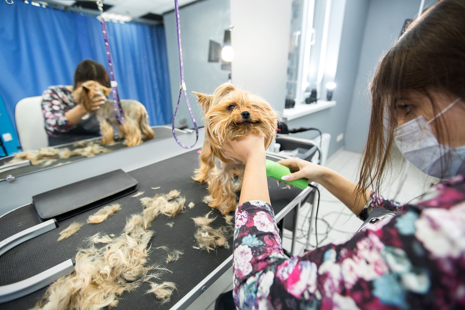 Perro en sesión de peluquería canina para clientes de Polinyà