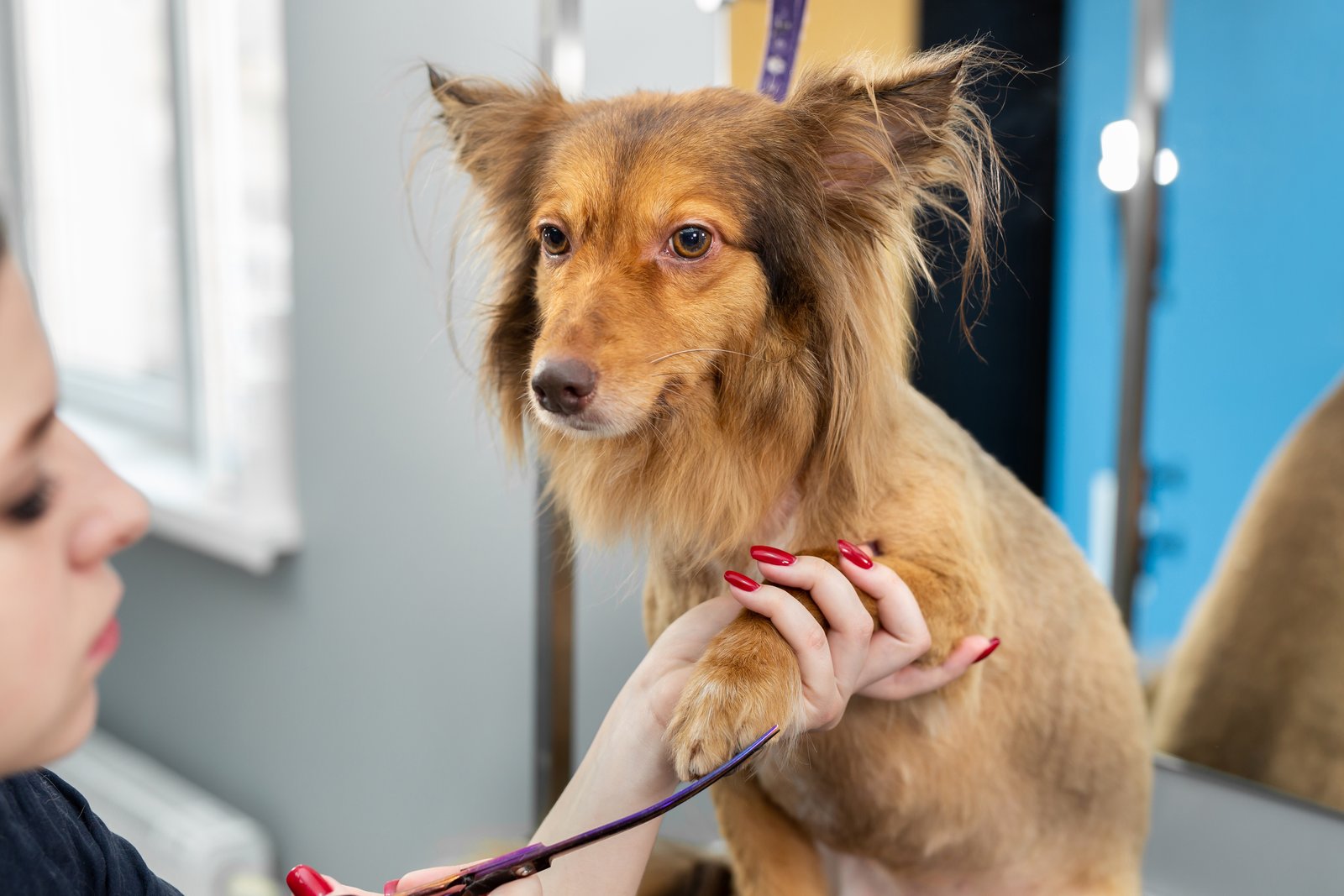 Mascota cuidada en servicio de peluquería canina para Badia del Vallès