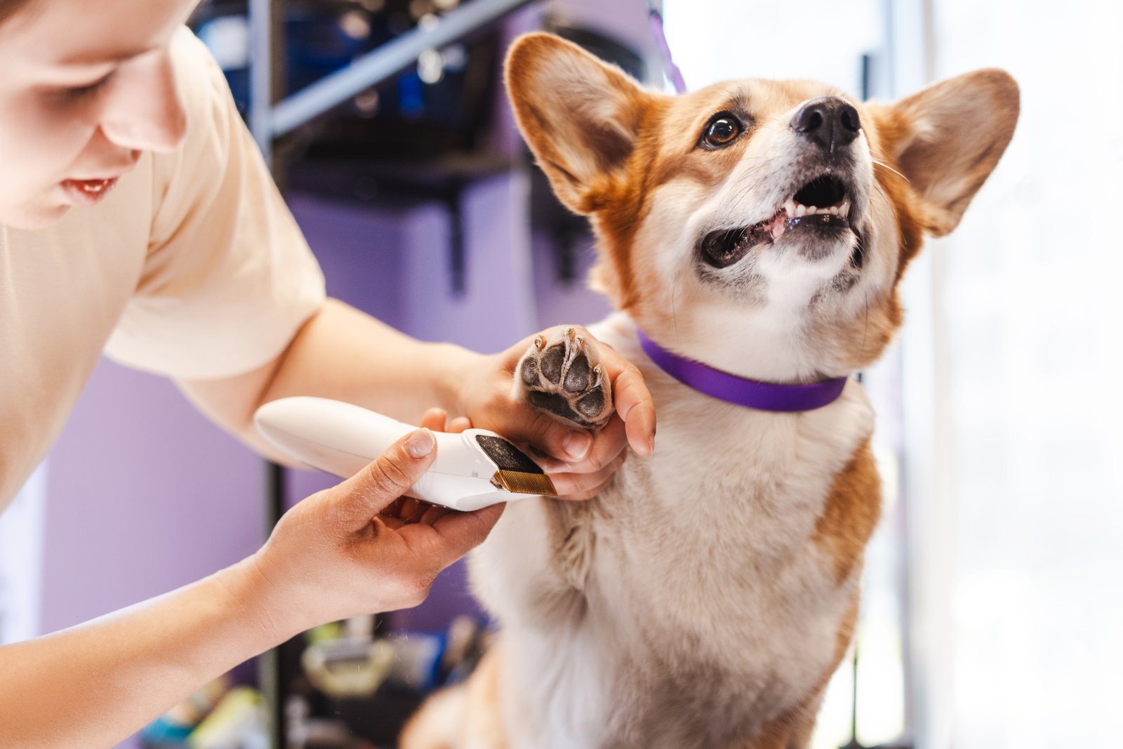 Mascota cuidada en servicio de peluquería canina para Terrassa
