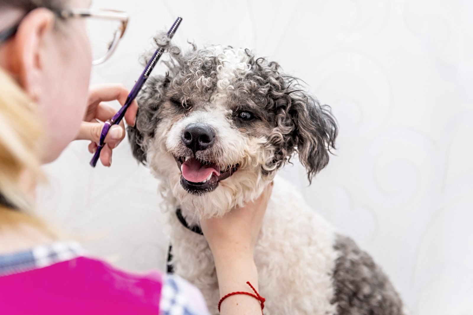 Perro en sesión de peluquería canina para clientes de Badia del Vallès