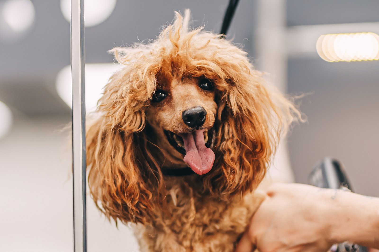 Mascota cuidada en servicio de peluquería canina para Sant Quirze del Vallès