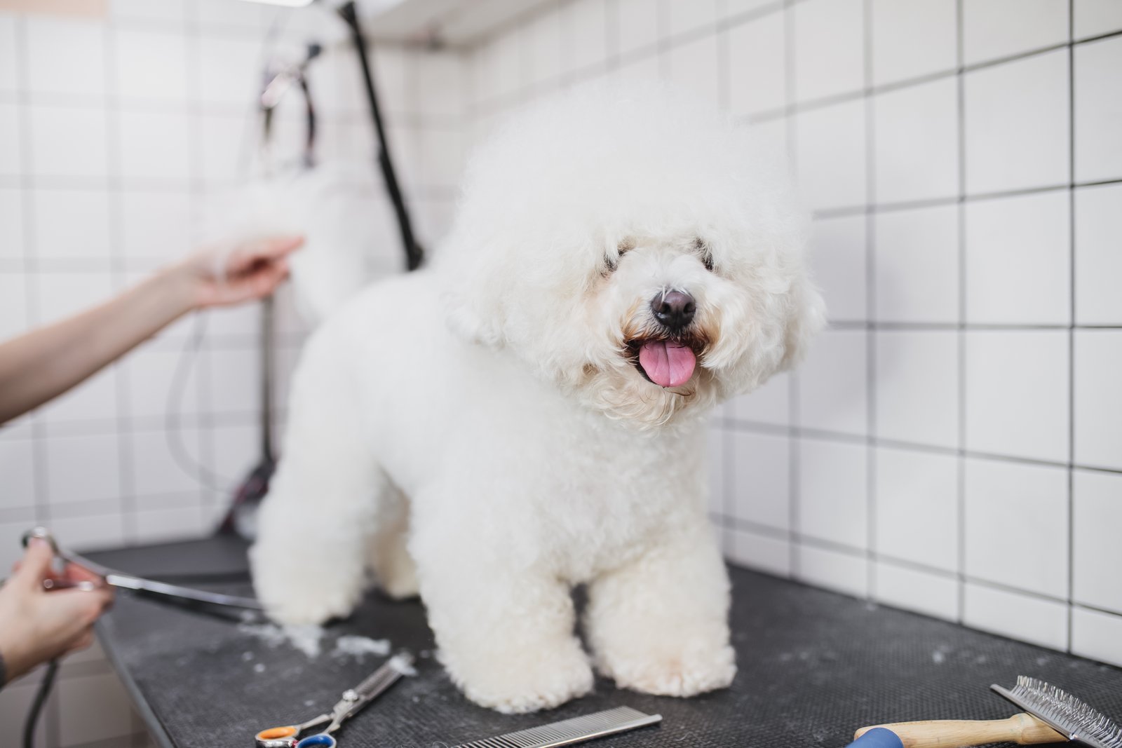 Perro en sesión de peluquería canina para clientes de Sant Quirze del Vallès