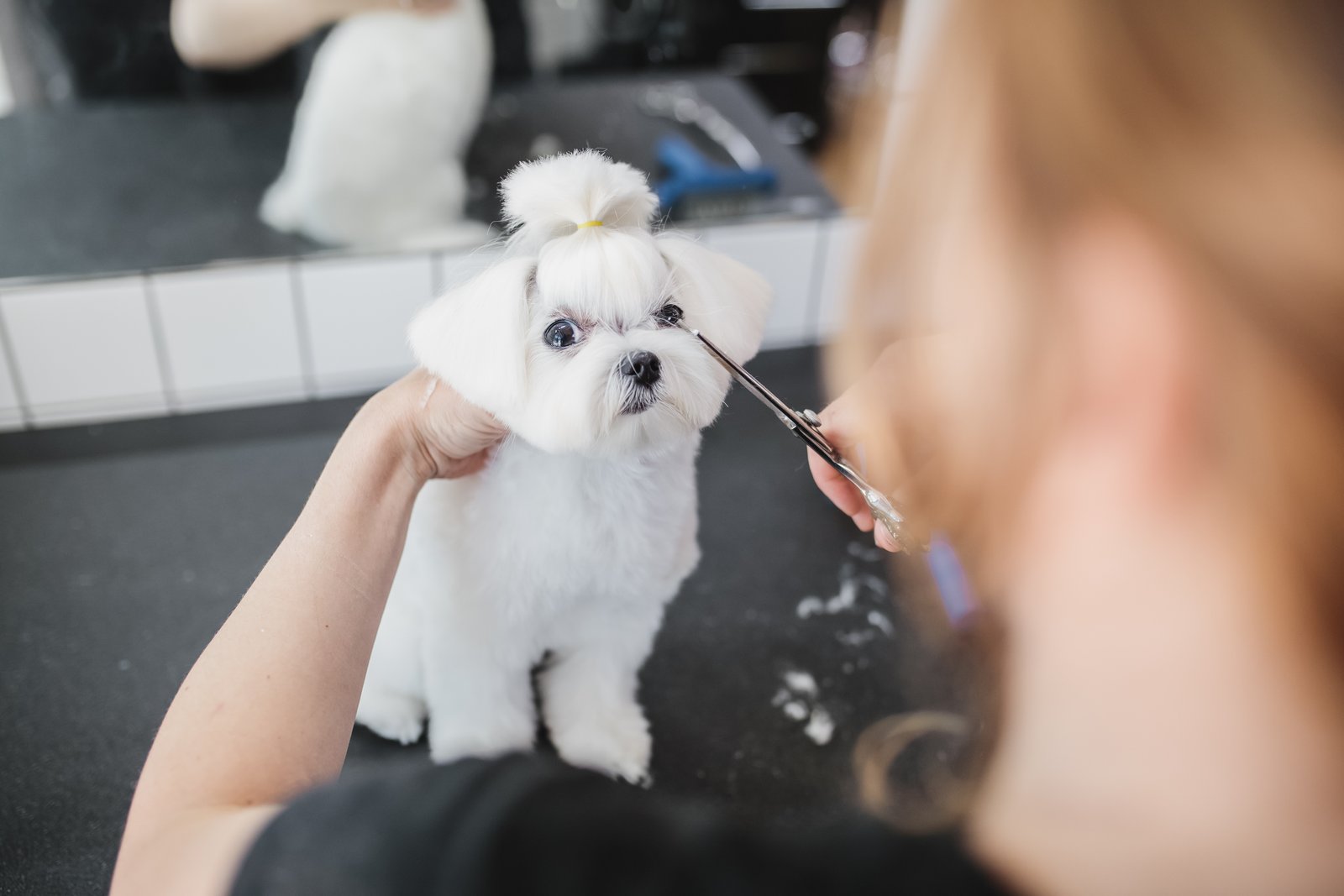 Mascota cuidada en servicio de peluquería canina para Castellar del Vallès