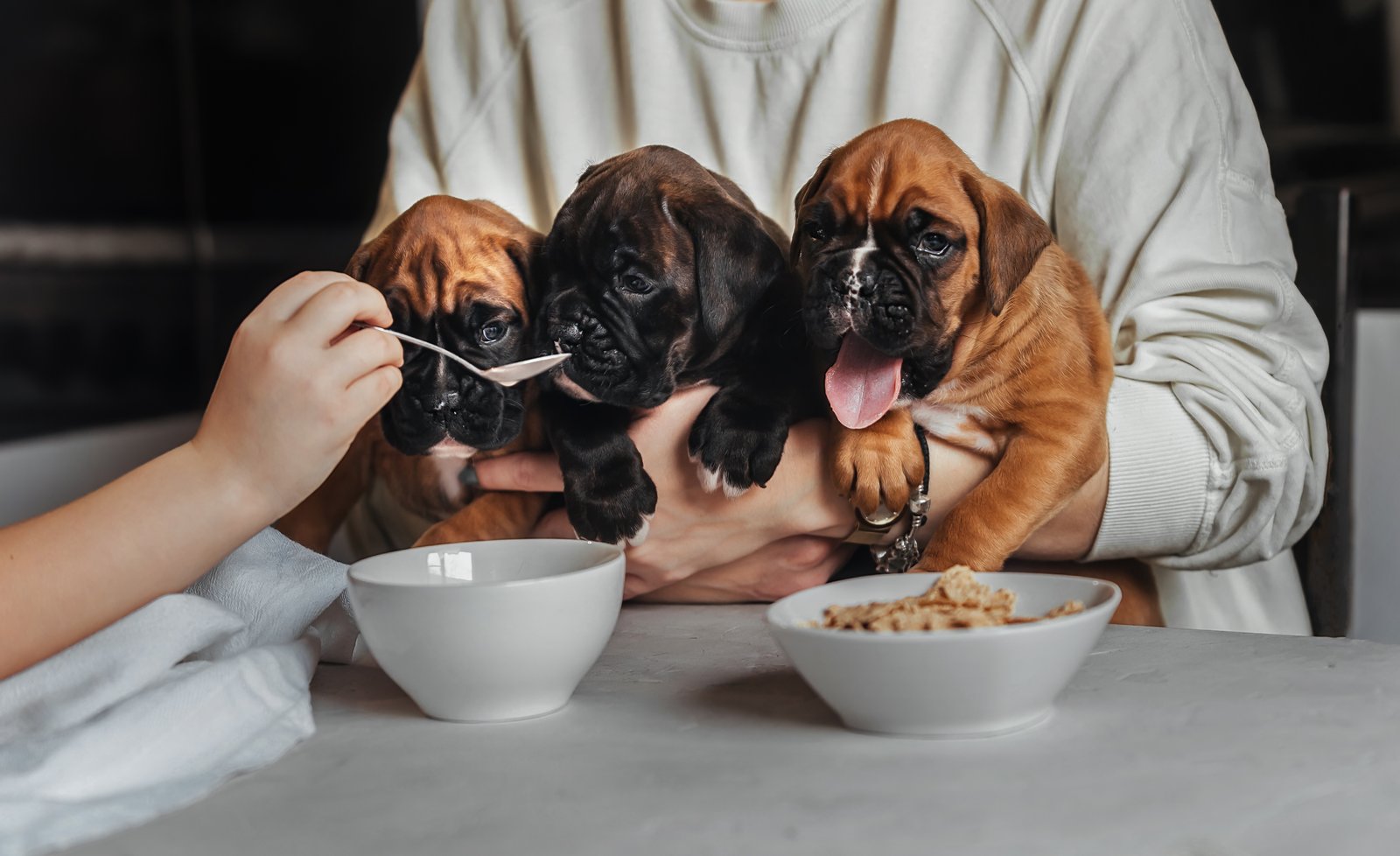 Accesorios para perros y gatos en Canovelles