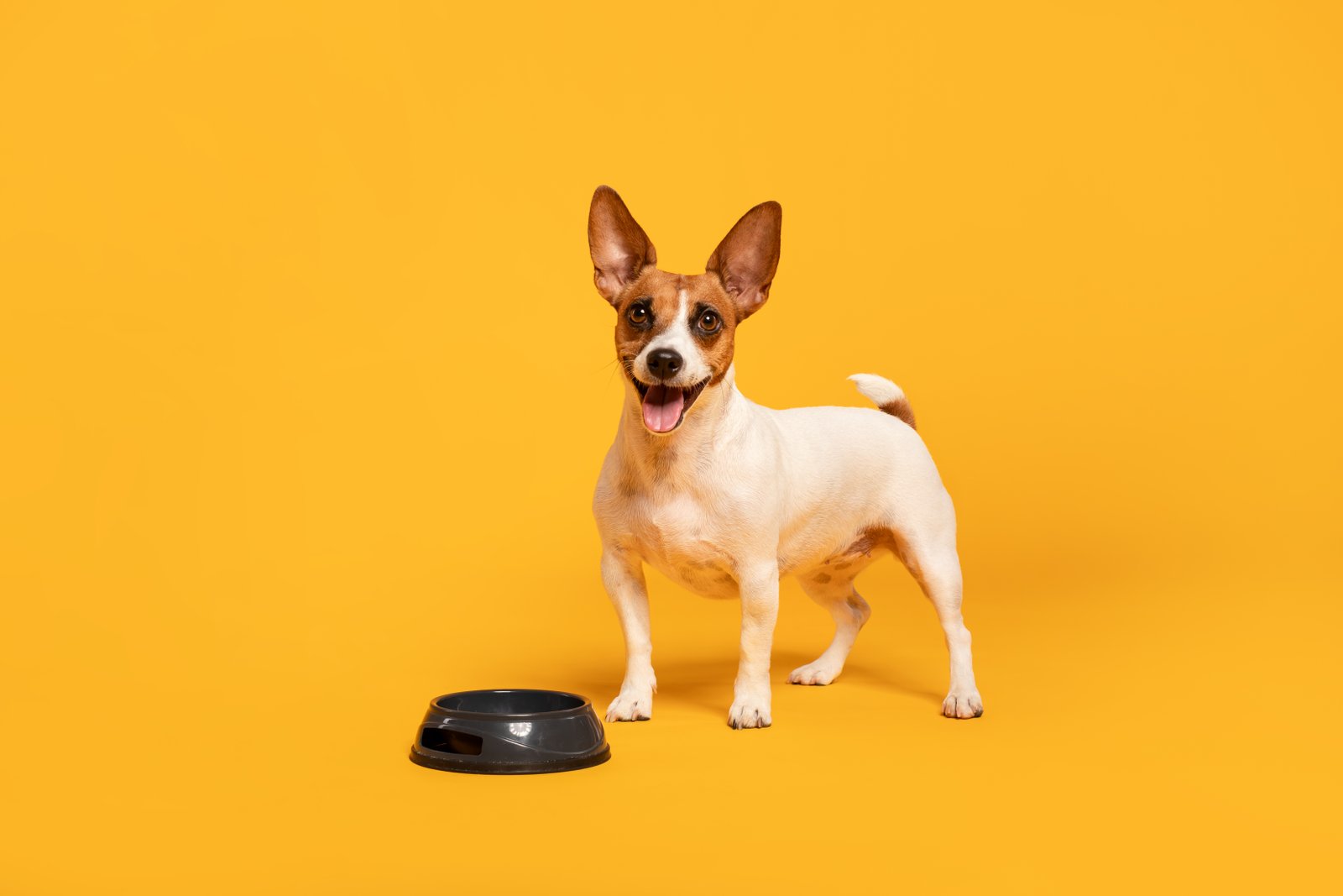 Accesorios para perros y gatos en La Roca del Vallès