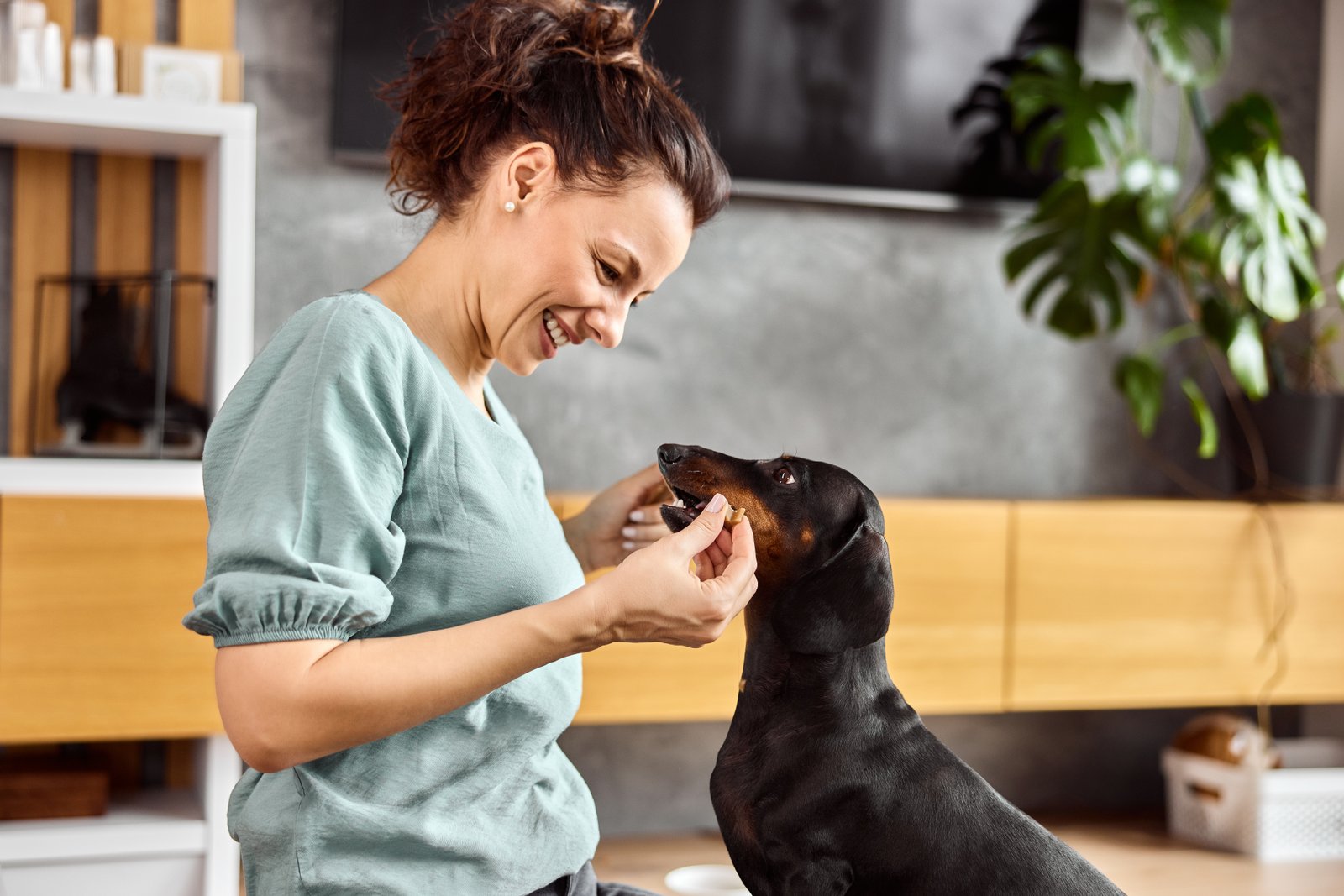 Terranova Animals en La Roca del Vallès