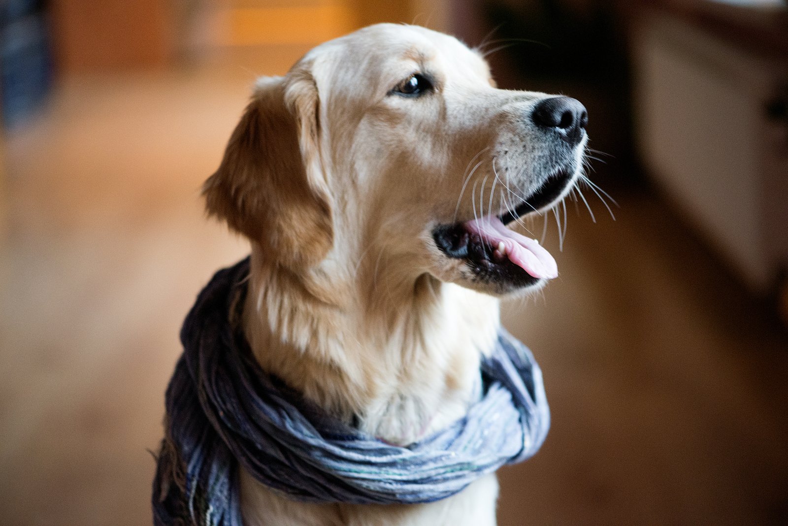 Alimentación para mascotas en Les Franqueses del Vallès