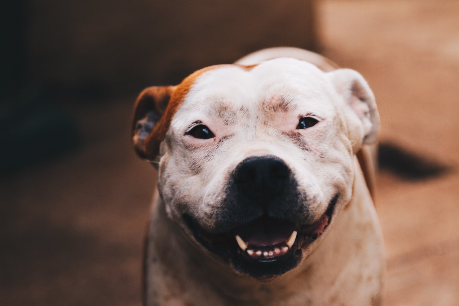 Alimentación para mascotas en Llinars del Vallès