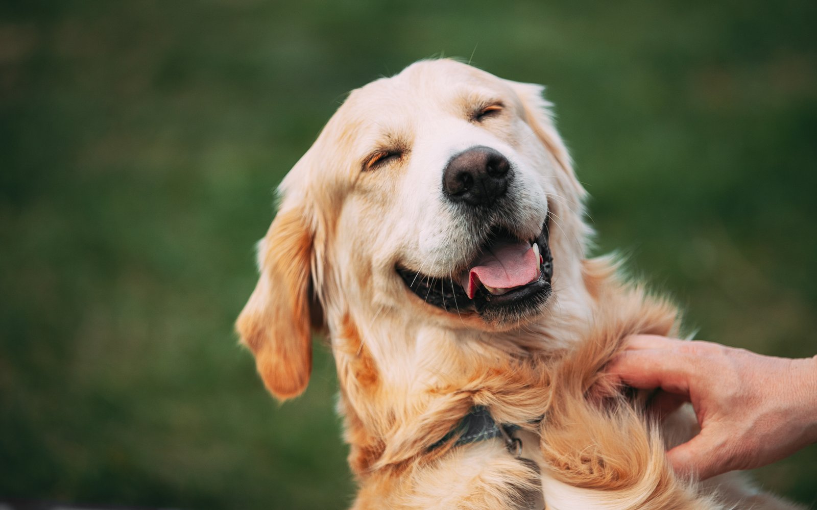 Accesorios para perros y gatos en Llinars del Vallès