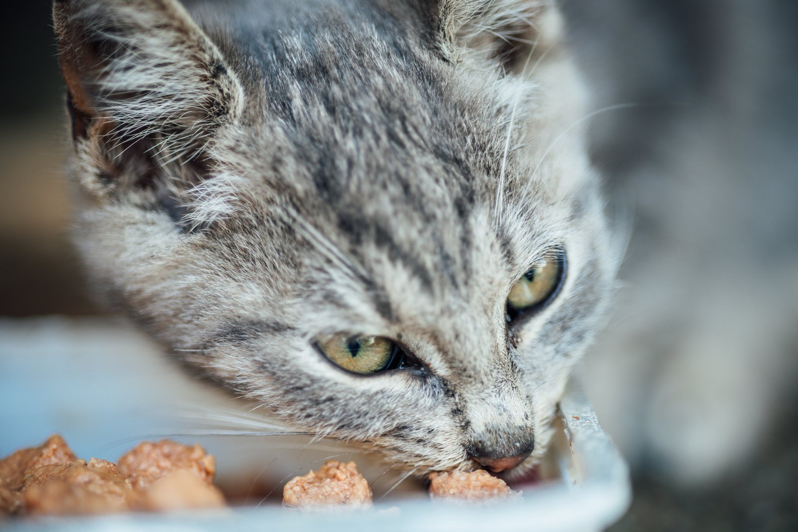 Terranova Animals en Mollet del Vallès