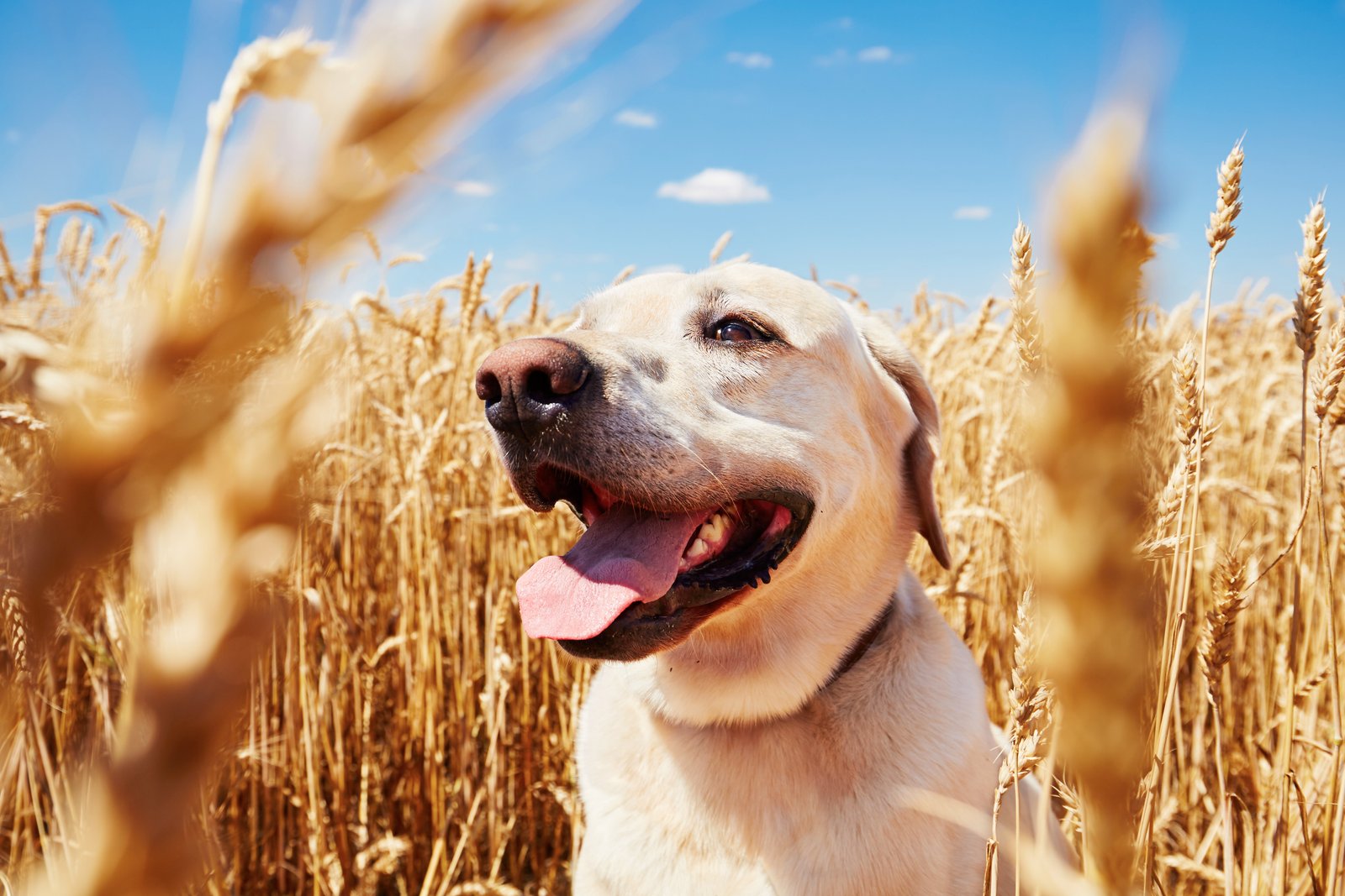 Terranova Animals en Montmeló