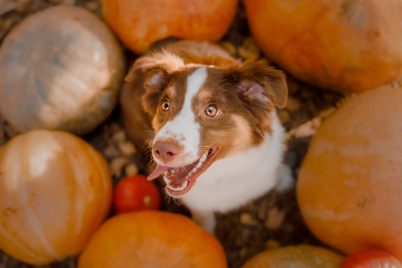Alimentación para mascotas en Montornès del Vallès