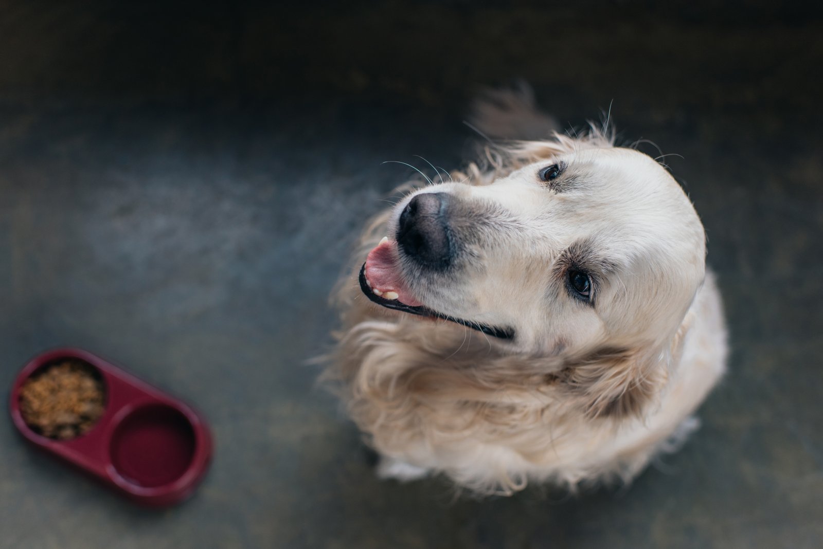 Terranova Animals en Parets del Vallès